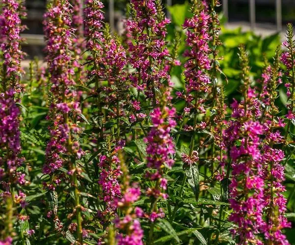 Daire Alpendomizil Ahorn