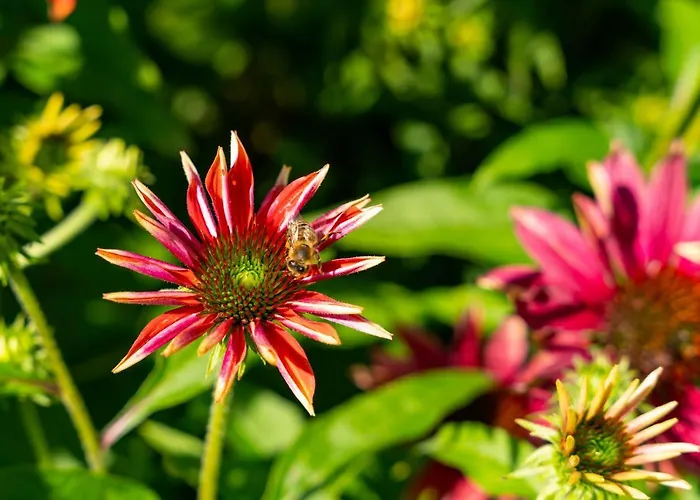 Alpendomizil Ahorn Daire Mayrhofen