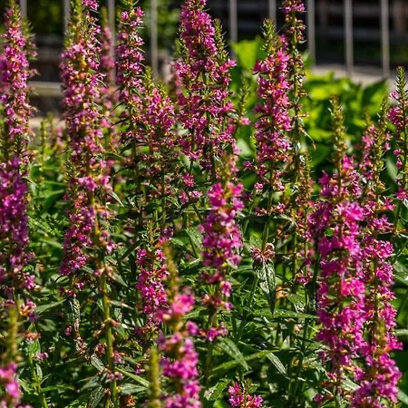 Lejlighed Alpendomizil Ahorn