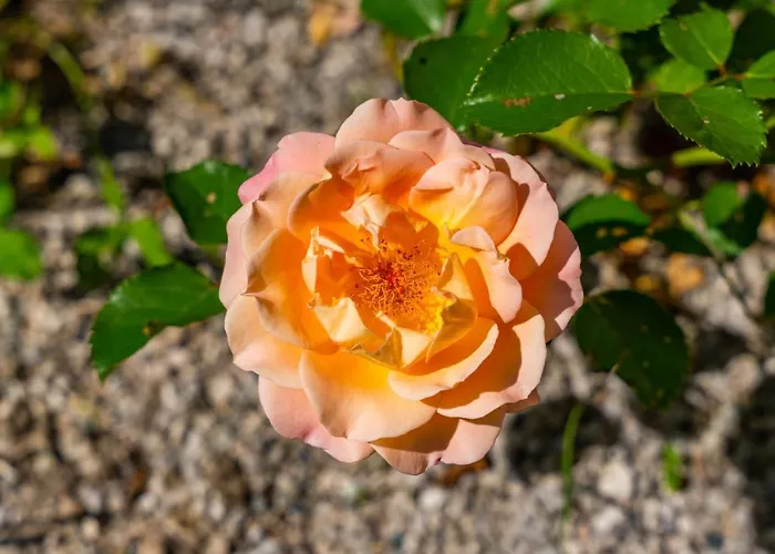 Alpendomizil Ahorn * מאיירהופן